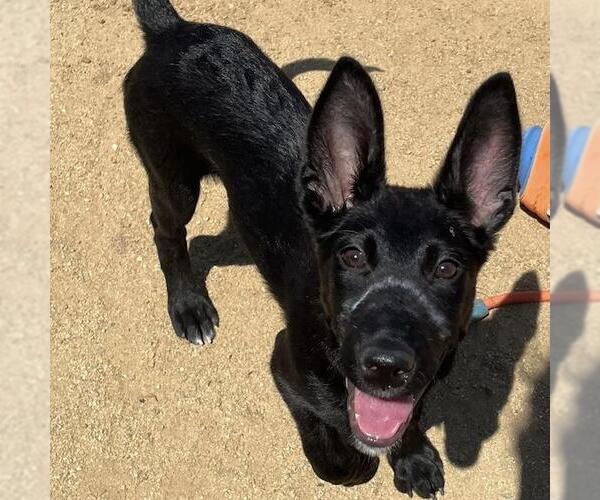 Medium Photo #12 Labrador Retriever-Unknown Mix Puppy For Sale in San Diego, CA, USA