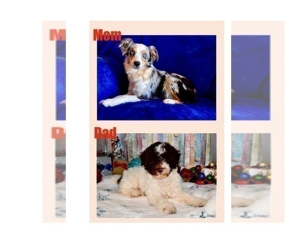 Medium Photo #13 Aussie-Poo Puppy For Sale in BOUSE, AZ, USA