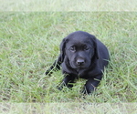 Small Photo #5 Labrador Retriever Puppy For Sale in DENMARK, SC, USA