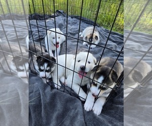 Siberian Husky Litter for sale in LEHIGH ACRES, FL, USA