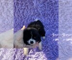 Puppy Oreo Pomeranian