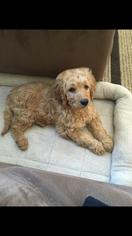 Goldendoodle Puppy for sale in BEACHWOOD, NJ, USA