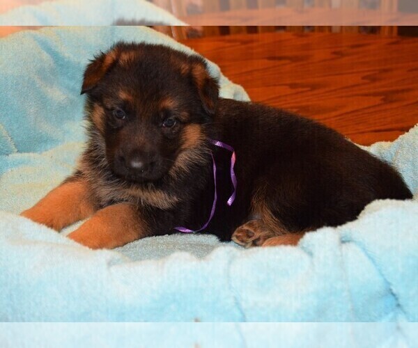 Medium Photo #20 German Shepherd Dog Puppy For Sale in FOREST GROVE, OR, USA