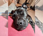 Small #5 American Pit Bull Terrier-Labrador Retriever Mix