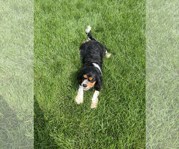 Medium Photo #2 Cavalier King Charles Spaniel Puppy For Sale in Sioux Falls, SD, USA