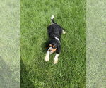 Small #1 Cavalier King Charles Spaniel
