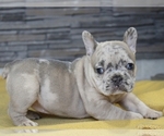 Small Photo #6 French Bulldog Puppy For Sale in CLINTON, NJ, USA