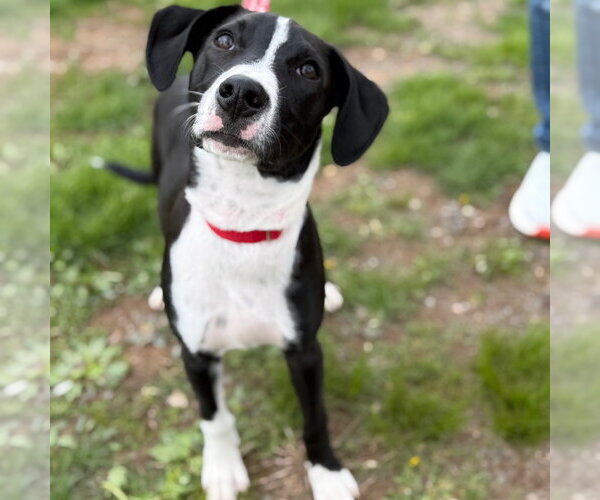 Medium Photo #11 Labrador Retriever-Unknown Mix Puppy For Sale in Canton, CT, USA