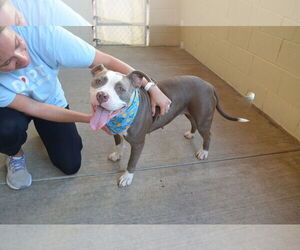 American Pit Bull Terrier-Unknown Mix Dogs for adoption in McKinney, TX, USA