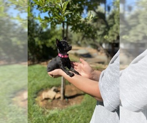 Chihuahua Puppy for Sale in MARYSVILLE, California USA