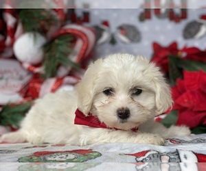 Coton de Tulear Puppy for sale in LANCASTER, PA, USA