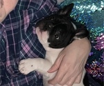 Small Photo #7 French Bulldog Puppy For Sale in YORKTOWN, IN, USA