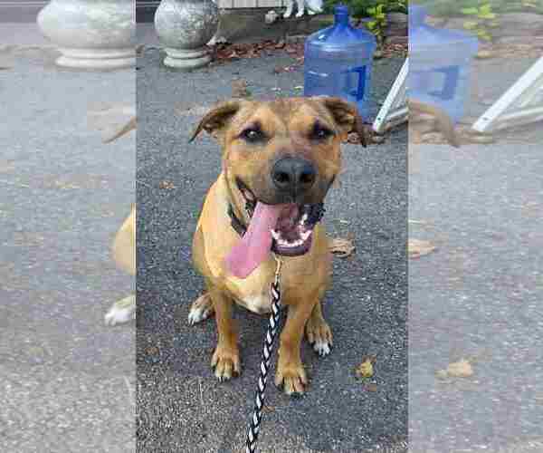 Medium Photo #1 American Pit Bull Terrier-Unknown Mix Puppy For Sale in Binghamton, NY, USA