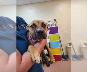 American Pit Bull Terrier-Unknown Mix Dogs for adoption in Ogden, UT, USA