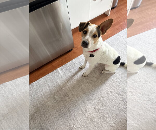 Medium Photo #6 Mutt Puppy For Sale in Rockaway, NJ, USA