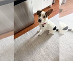 Small #5 Mutt