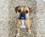 Small #2 Boxer