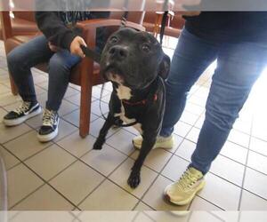 American Staffordshire Terrier Dogs for adoption in Ocala, FL, USA