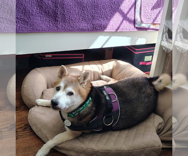 Medium Photo #4 Shiba Inu Puppy For Sale in San Jose, CA, USA