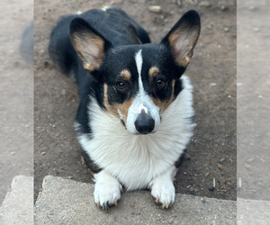 Father of the Pembroke Welsh Corgi puppies born on 01/10/2026