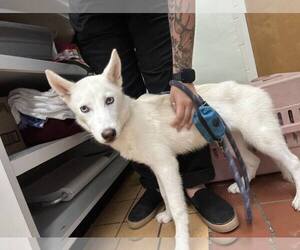 Siberian Husky-Unknown Mix Dogs for adoption in Gainesville, FL, USA