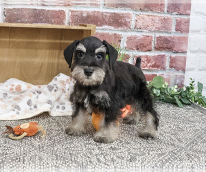 Schnauzer (Miniature) Puppy for sale in SYRACUSE, IN, USA