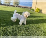Small Photo #1 Maltipoo Puppy For Sale in MOSES LAKE, WA, USA