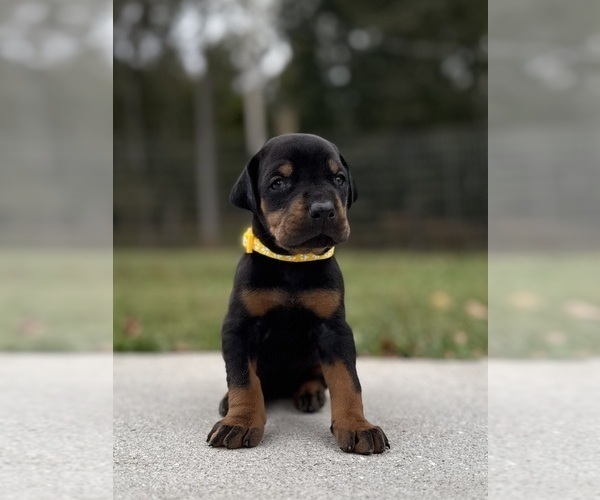 Medium Photo #6 Doberman Pinscher Puppy For Sale in NEWTON, NC, USA