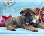 Small Photo #3 German Shepherd Dog Puppy For Sale in LANCASTER, PA, USA