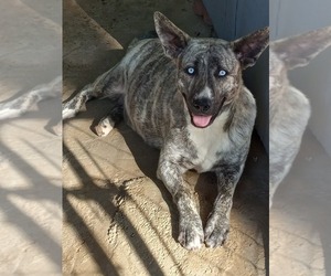 Mother of the Australian Cattle Dog-Catahoula Leopard Dog Mix puppies born on 05/02/2022