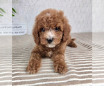Small #1 Cavapoo