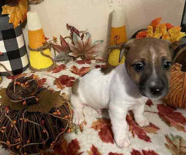 Medium Photo #1 Jack Russell Terrier Puppy For Sale in LINCOLN, IL, USA