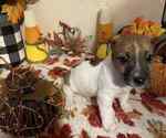 Puppy Puppy 5 Jack Russell Terrier