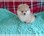 Small Photo #1 Pomeranian Puppy For Sale in LAUREL, MS, USA