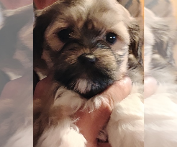 Medium Photo #7 Havapoo Puppy For Sale in POLO, MO, USA