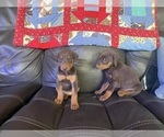 Small Photo #6 Doberman Pinscher Puppy For Sale in LAFAYETTE, IN, USA
