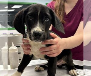Border Collie-Unknown Mix Dogs for adoption in Washington, DC, USA