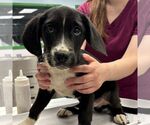 Small #1 Border Collie Mix