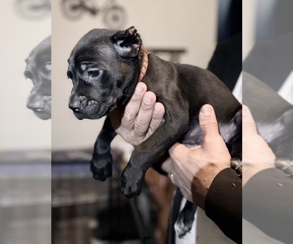 Medium Photo #26 Cane Corso Puppy For Sale in ANDERSON, IN, USA