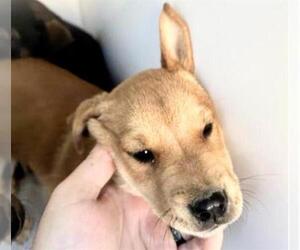 Labrador Retriever-Unknown Mix Dogs for adoption in Houston, TX, USA