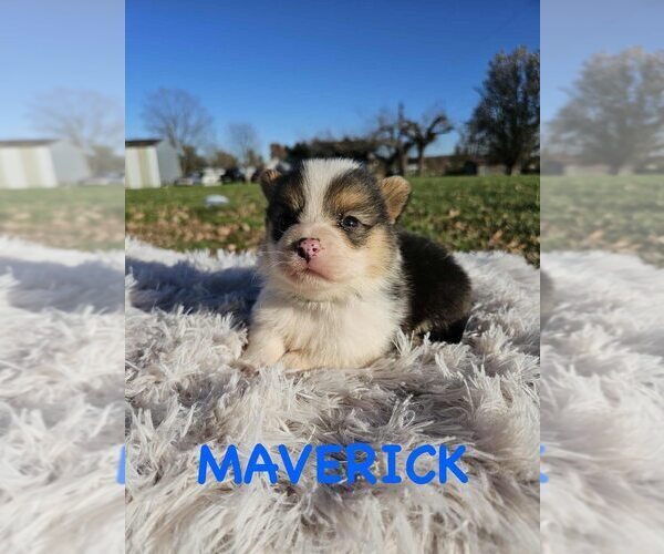 Medium Photo #3 American Corgi Puppy For Sale in WINCHESTER, OH, USA