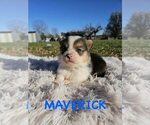 Puppy Maverick American Corgi