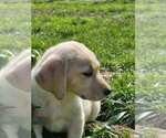 Small Photo #16 Labrador Retriever Puppy For Sale in CHARITON, IA, USA