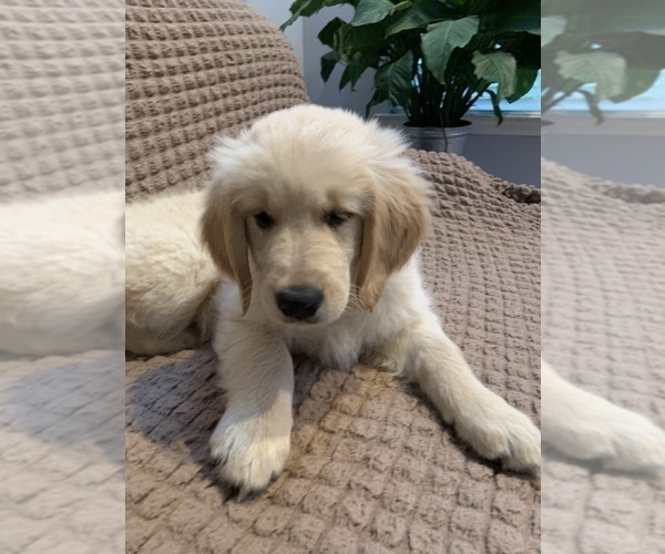Medium Photo #1 Golden Retriever Puppy For Sale in EAST FREEHOLD, NJ, USA