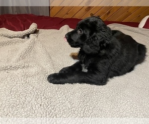 Spangold Retriever Puppy for Sale in LITCHFIELD, Minnesota USA