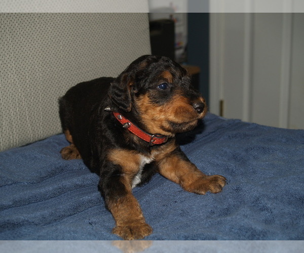 Medium Photo #2 Airedale Terrier Puppy For Sale in CHARLESTOWN, IN, USA