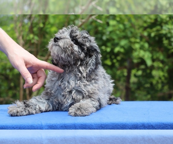 Medium Photo #14 Poodle (Toy) Puppy For Sale in DYERSBURG, TN, USA