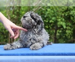 Small #13 Poodle (Toy)