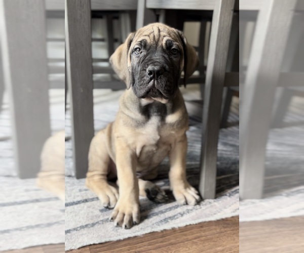 Medium Photo #1 Boerboel Puppy For Sale in LOGANVILLE, GA, USA
