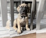 Puppy Red Boerboel